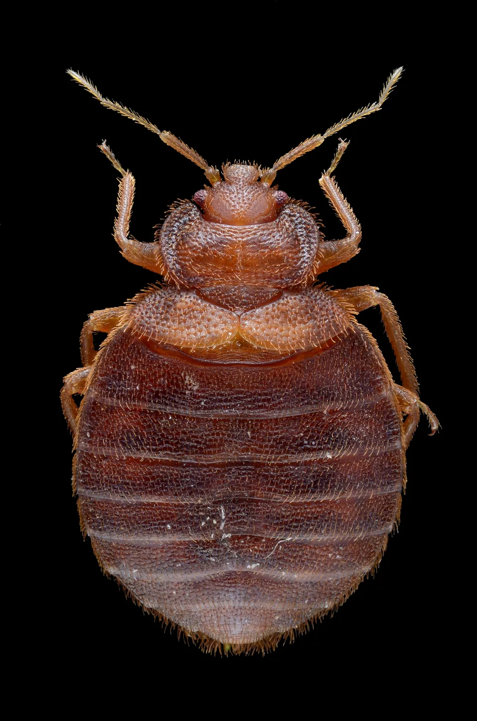 Взрослый постельный клоп Cimex lectularius, вид сверху на тёмном фоне