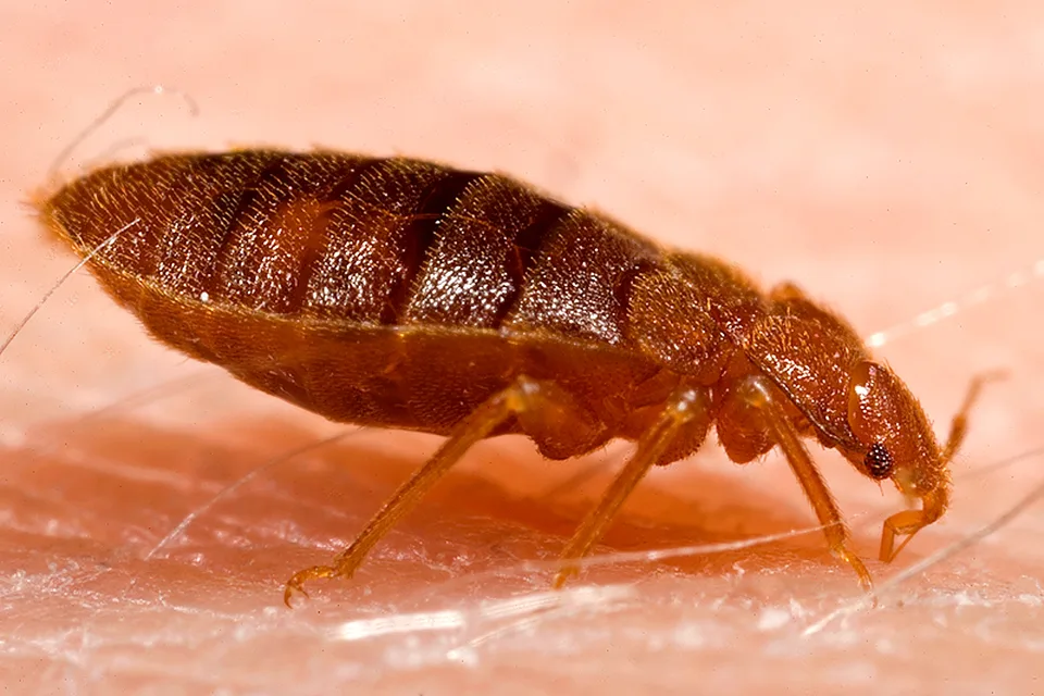 Взрослый постельный клоп Cimex lectularius на коже, вид сбоку