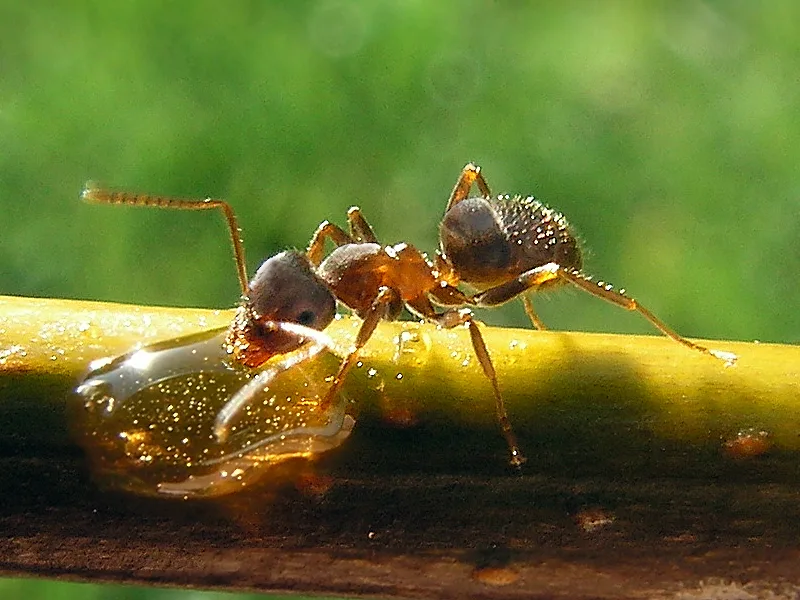 Чёрный садовый муравей Lasius niger на стебле растения