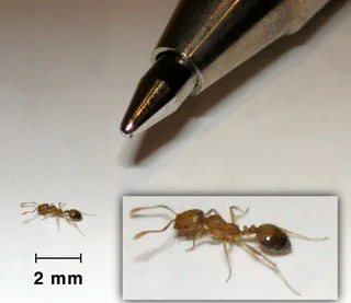 Муравей Monomorium pharaonis рядом с наконечником ручки; шкала 2 мм и увеличенный фрагмент головы