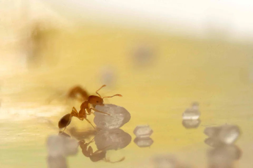Фараонов муравей Monomorium pharaonis с кристаллом сахара: светлая голова и грудь, тёмное брюшко
